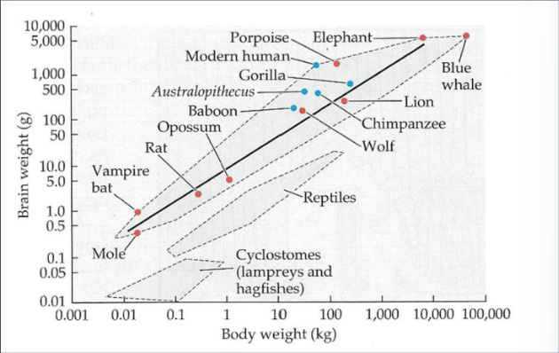 <p>The predictable relationship between brain and body size</p>