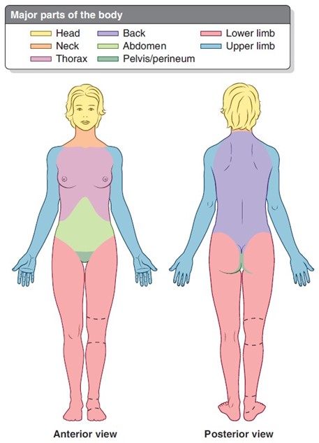 <p>Major regions of the body (8)</p>