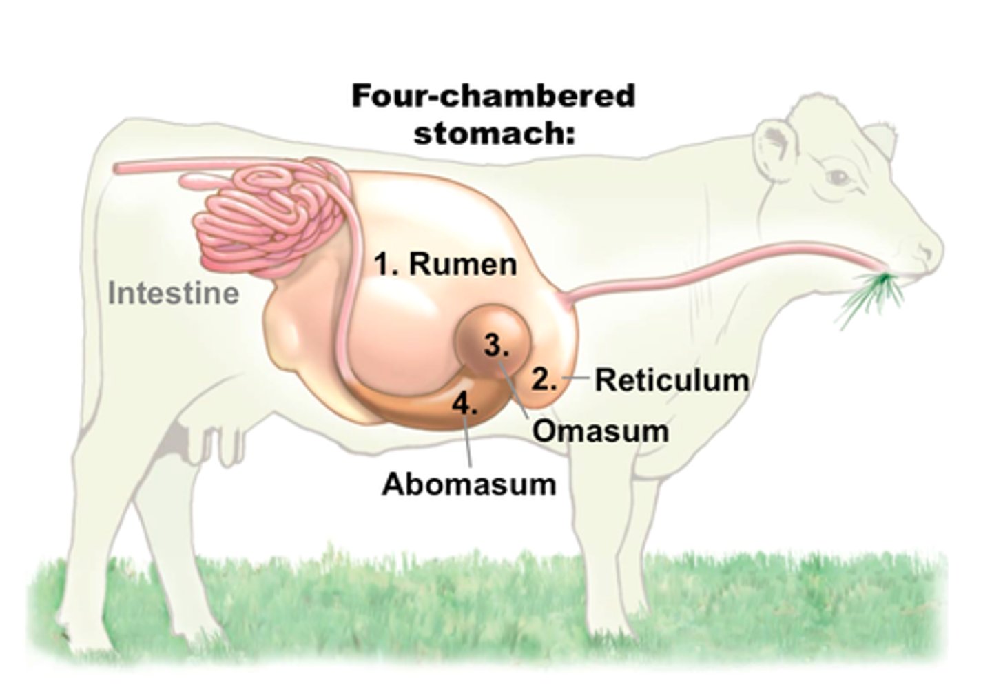 <p>Bacteria in herbivore guts break down cellulose = digestion of plant material.</p>