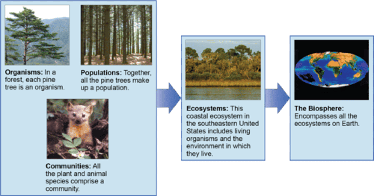 <p>ecosystem</p>
