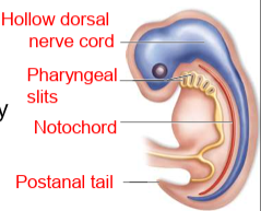 <ul><li><p><strong>Notochord</strong></p></li><li><p><strong>Hollow dorsal nerve cord</strong></p></li><li><p><strong>Pharyngeal slits or clefts</strong></p></li><li><p><strong>Muscular post-anal tail</strong></p></li></ul><p></p>