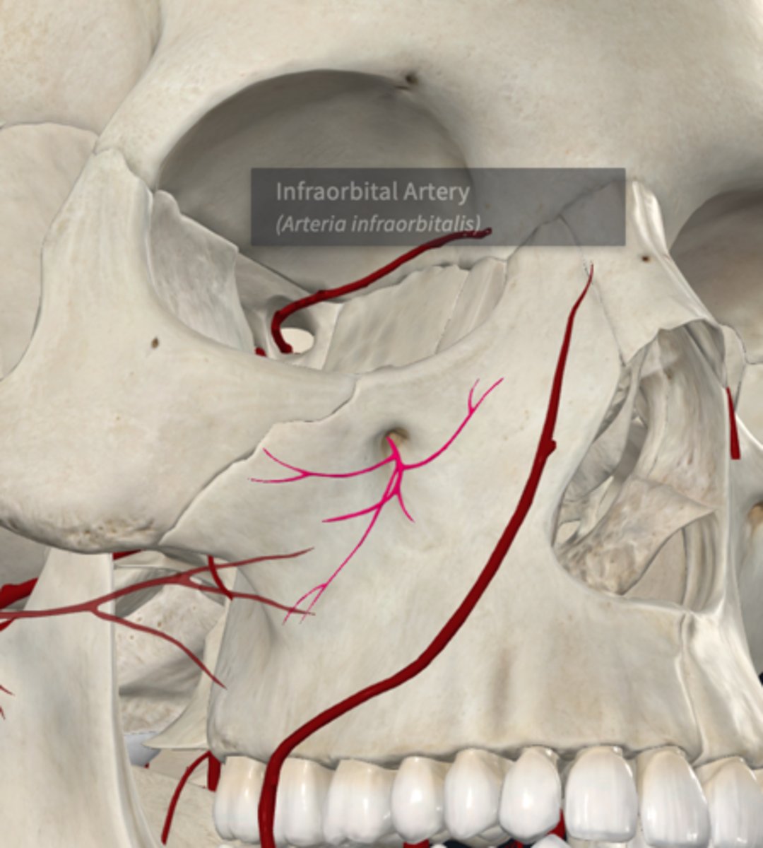 <p>What is the course of the infraorbital artery of the maxillary artery branches in PTERYGOPALATINE FOSSA?</p>