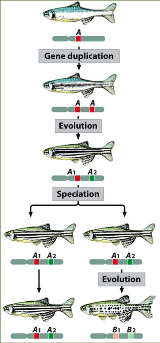 - Genes that are evolutionarily related are homologous (similar to each other bc they're related by descent)
- Paralogs – Homologous genes in the same organism arising by duplication of a single gene in the evolutionary past
- Orthologs – Homologous genes found in different
species that evolved from the same gene in a common ancestor

Genes A1 and A2 are paralogs 
Genes B1 and B2 are paralogs
Genes A1 and B1 are orthologs 
Genes A2 and B2 are orthologs