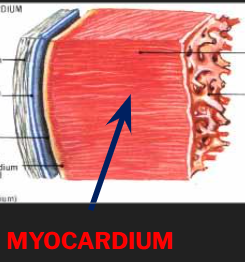 <p>What is the Myocardium? </p>