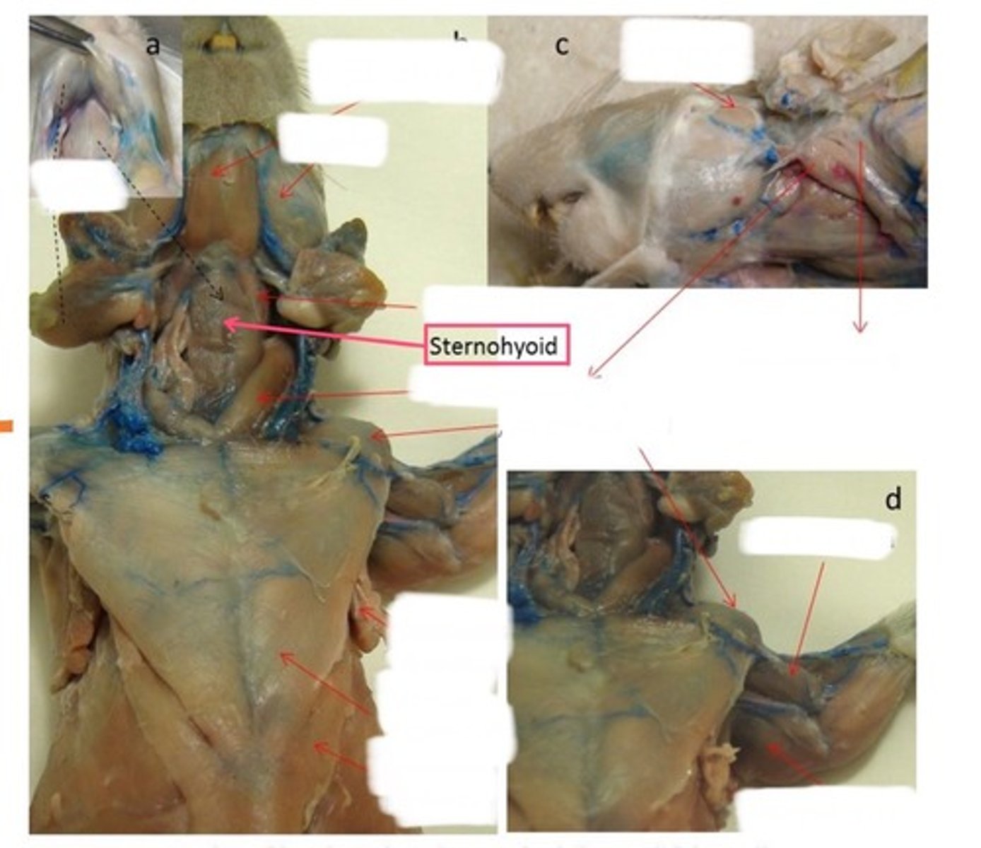 Anatomy Lab 2 quiz Flashcards Knowt