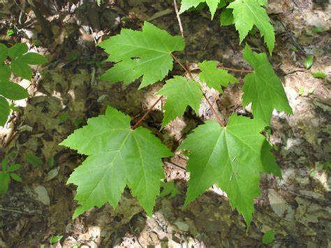 Family: Sapindaceae

SN: Acer rubrum var. drummondii