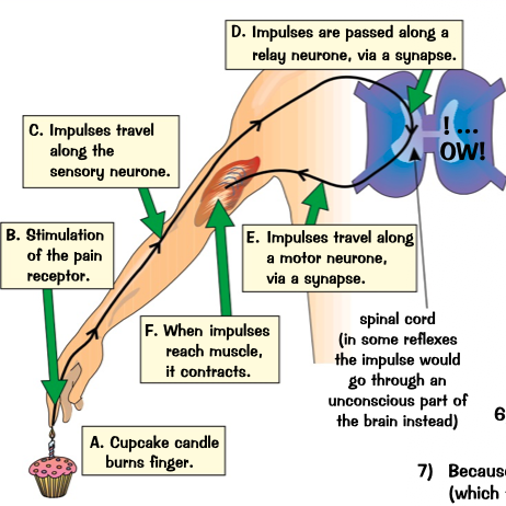 term image