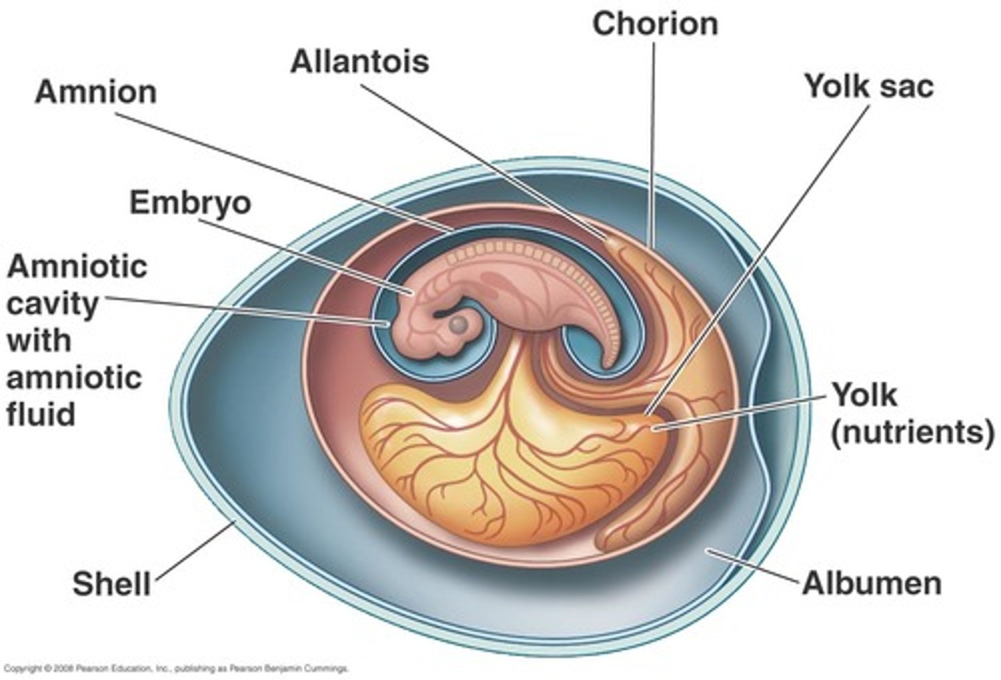 <p>an extra-embryonic membrane that provides food for the embryo.</p>