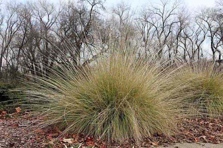 <p>Deergrass</p>