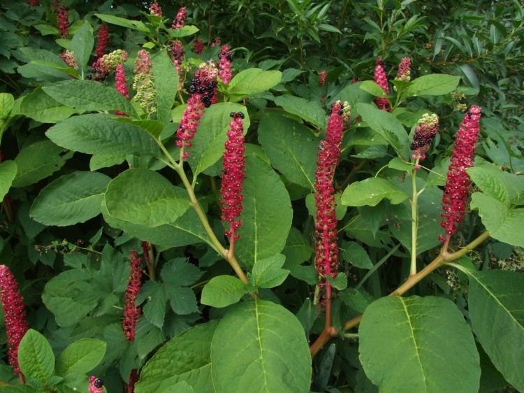 <p>Phytolacca acinosa - <strong>Primulaceae</strong></p>