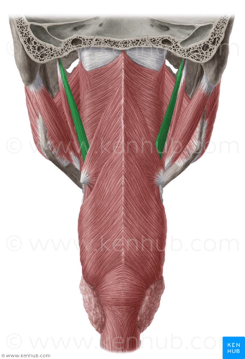 <p>what innervates this muscle?</p>