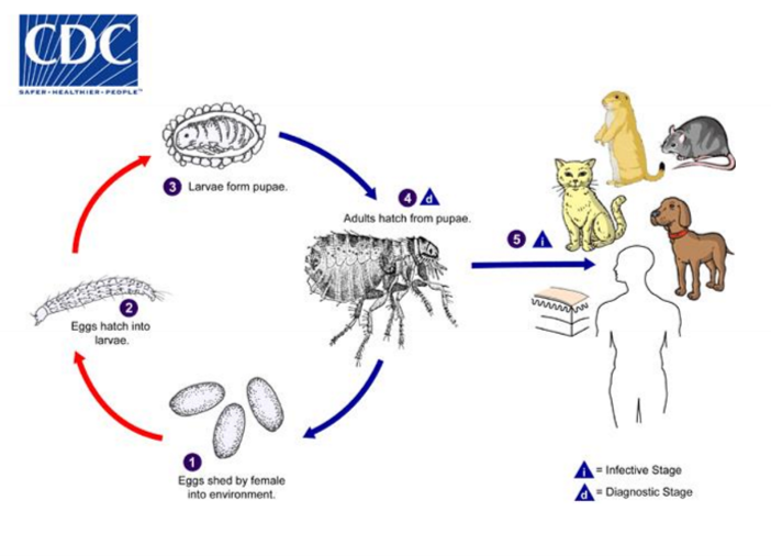 <p>adults feed on LIVE hosts; vibration and chemicals activate them, complete metamorphosis </p>