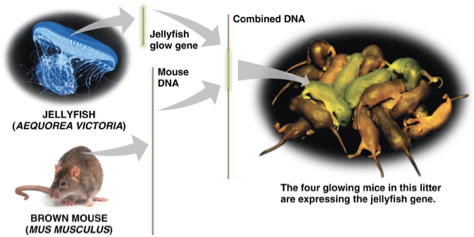 <p>It means that DNA segments can be cut, rearranged, or combined in new ways, allowing scientists to alter genetic information.</p><ul><li><p>genes from one species may be cut and pasted into the DNA of a different species</p></li></ul><p></p>