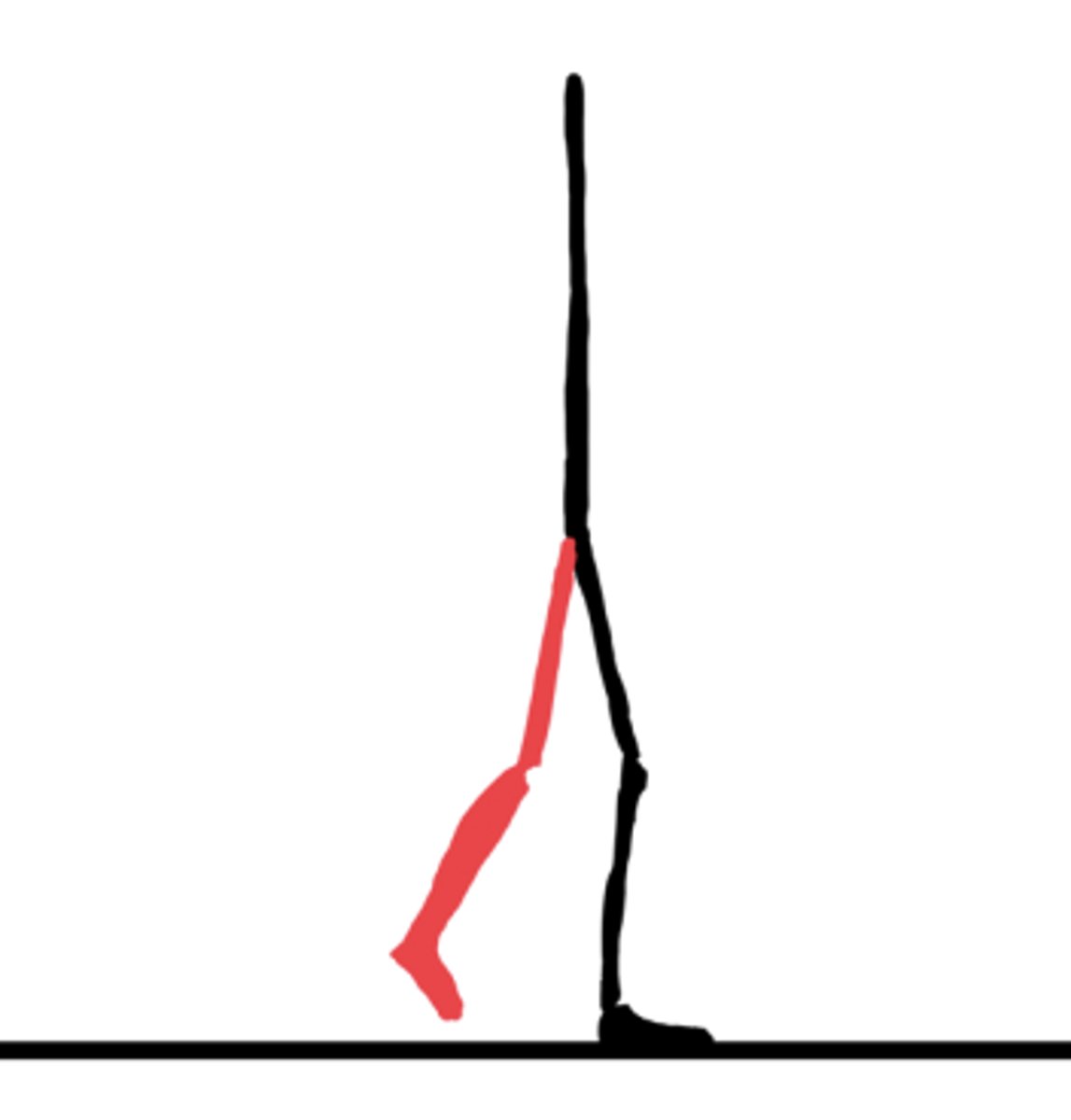 <p>60-75%</p><p>Important for clearance of the foot through swing limb advancement.</p>