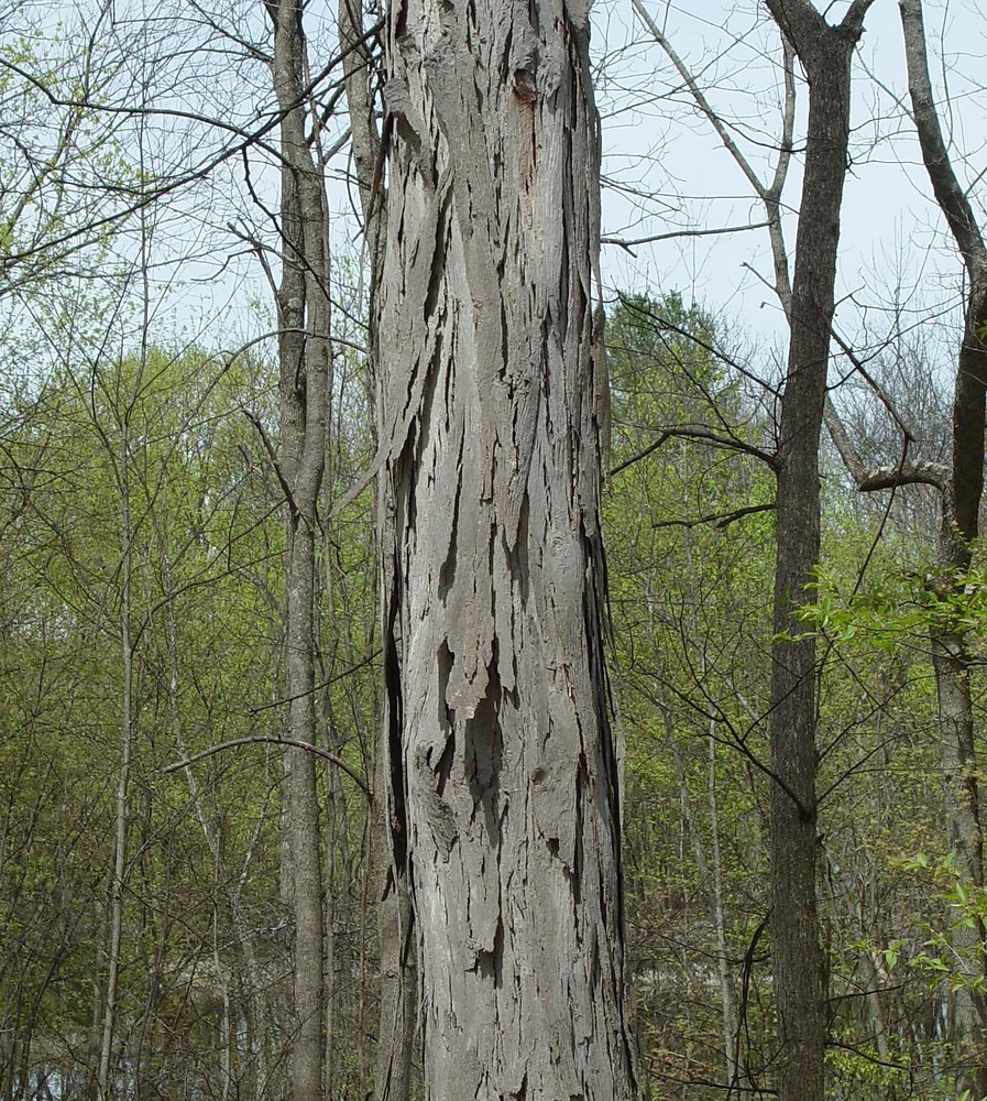 <p>southern shagbark hickory, Carya ovata var. australis (Juglandaceae)</p>