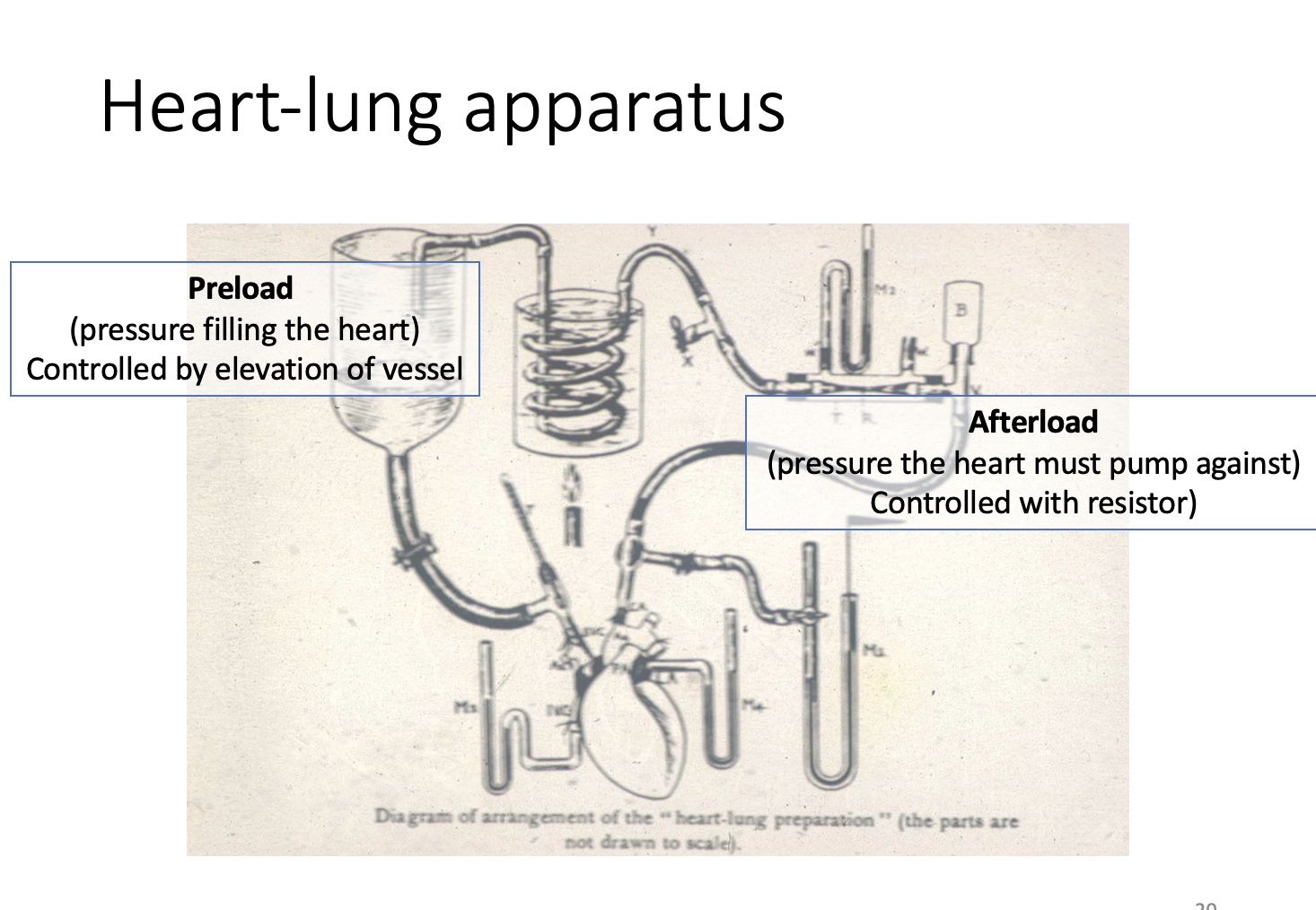 <ol><li><p>Preload→ right atrial pressure</p></li><li><p>Afterload→ arterial blood pressure</p></li></ol><p></p><p></p>