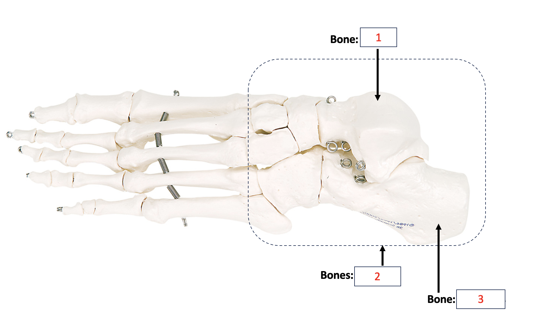 <p>tarsals </p>