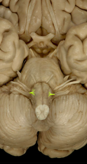 <ul><li><p>Tongue Movement </p></li></ul><p></p>