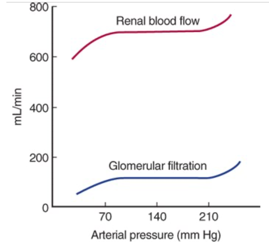 <ul><li><p>When the kidney is perfused at moderate pressures (90-220 mmHg in the dog), the renal vascular resistance varies with the pressure so renal blood flow is relatively constant</p></li></ul><ul><li><p><span>Prevented by administration of drugs that paralyze vascular smooth muscle</span></p></li><li><p><span>At low perfusion pressures, angiotensin II appears to play a role by constricting the efferent arterioles, maintaining the GFR</span></p></li></ul><p></p>