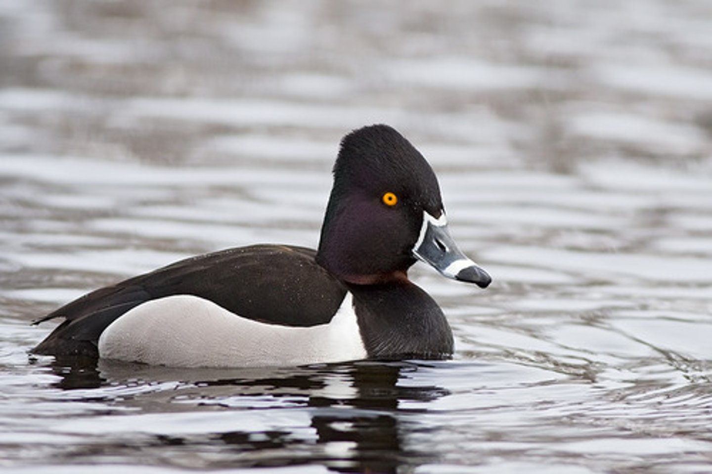 <ul><li><p><span style="background-color: transparent;">ring on bill, white extends into primaries, SAV</span></p></li></ul><p></p>