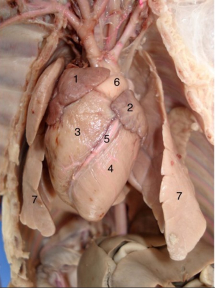 <p>#7</p><p>Allows oxygen in the air to be taken into the body, while also enabling the body to get rid of carbon dioxide in the air breathed out</p>
