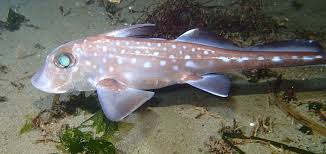 <p>-chimeras/ratfishes/ghost sharks </p><p>-56 marine spp.</p><p>-no scales</p><p>-3 pairs of hard grinding plates on jaws rather than teeth </p><p>-single exit from gill chamber </p><p>-most have venomous spines in dorsal fins </p><p>-diphycercal tail</p><p>-oviparous </p><p>-eggs laid in “mermaids purse”</p>