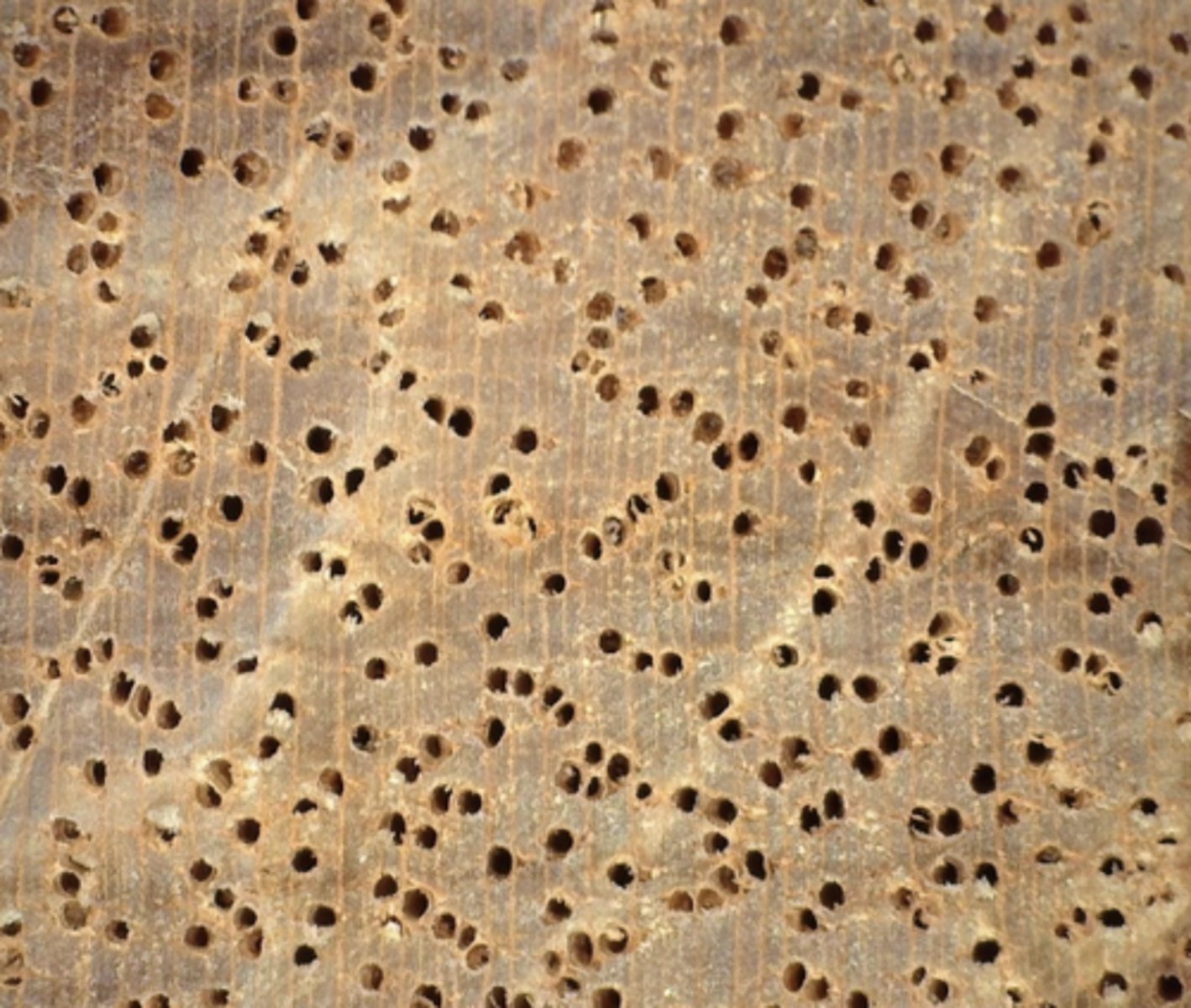 <p>whitish to pale yellow with pinkish streaks, solitary, rm 2-4, cluster, echelon, moderately large, with tyloses, vasicentric aliform, aliform confluent, concentric resin ducts</p>