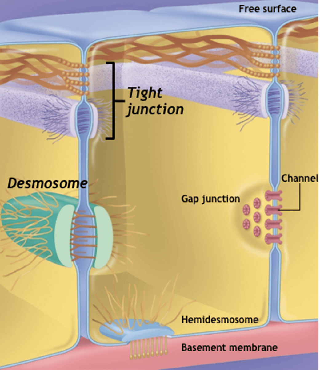 <p>what mechanically binds cells together?</p>