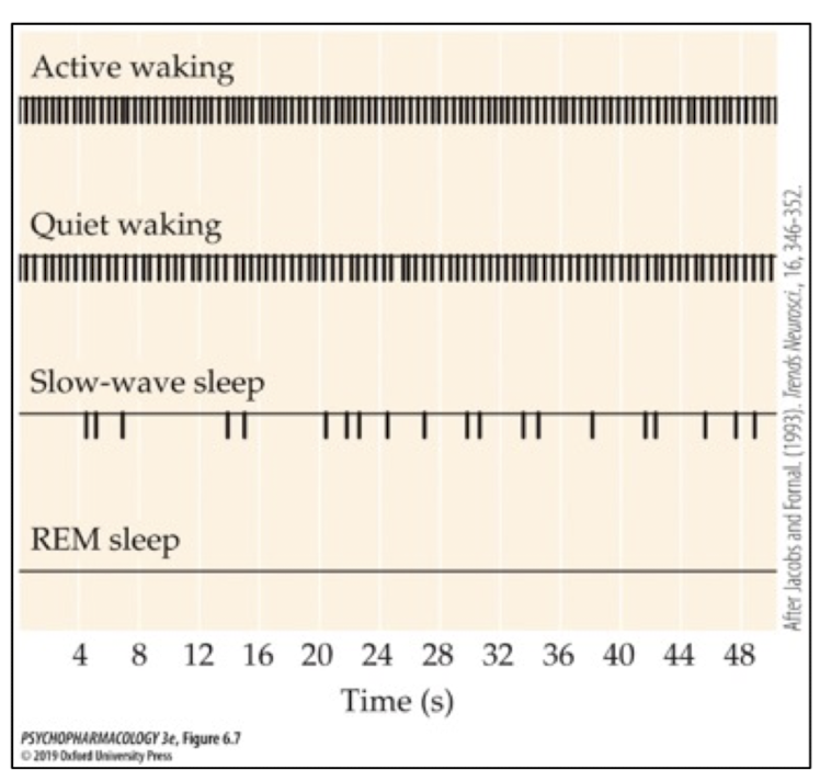 <p>each cell produces tonic firing (slow but regular)</p><p>seratonin important for wakefulness! </p>