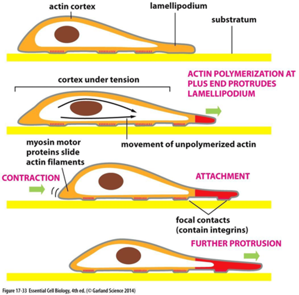 <p>1. polarization</p><p>2. protrusion</p><p>3. adhesion</p><p>4. translocation</p>