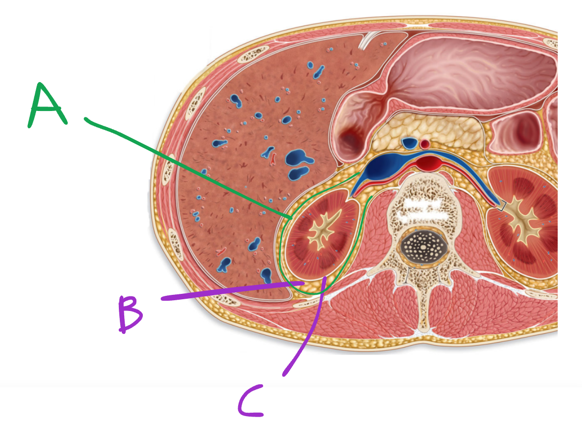 <p>what is a (green line)</p>