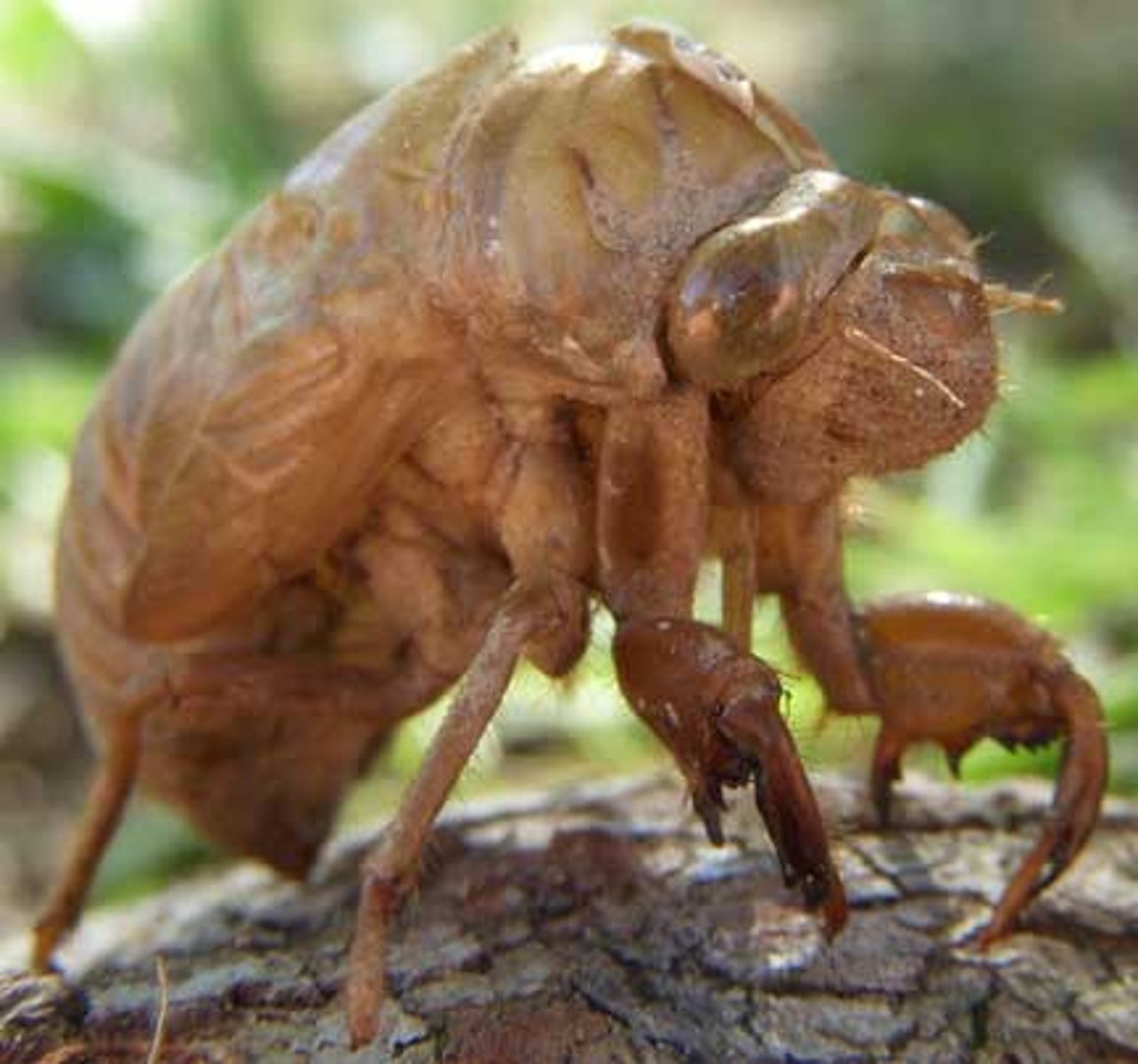 <p>A body covering, typically made of chitin, that provides support and protection</p>