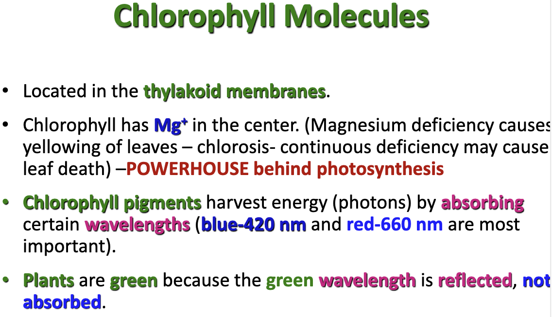 <p>Mg+ ion is central to chlorophyll molecules</p>
