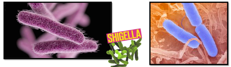 <ul><li><p>от сем. Enterobacteriaceae</p></li><li><p>грам-отрицателни пръчици</p></li><li><p>не образуват капсули</p></li><li><p>не образуват спори</p></li><li><p>нямат ресни→неподвижни(разлика със самонелите)</p></li><li><p>факултативни анаероби</p></li><li><p>невзискателни</p></li></ul><p></p>