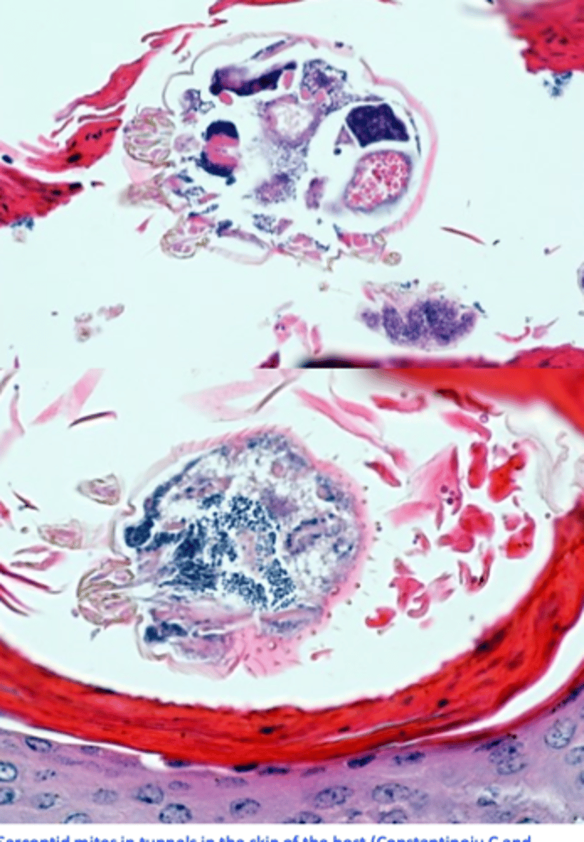 <p>Pathogenesis</p><p>• Burrowing mites cause irritation</p><p>Delayed and immediate hypersensitivy develop to parasite secretions, faeces and eggs;</p><p>Hypersensitivity develops 3-4 weeks after infestation -&gt; congestion of the skin, papules, pruritus;</p><p>Hyporeactive animals develop thick crusts that contain large number of parasites;</p><p>Within a group of pigs there seems to be two populations of pigs:</p><p>- A larger population of pigs harbour few mites and develop a marked hypersensitivity reaction</p><p>- A smaller population of pigs that harbour significant numbers of mites but do not develop a severe form of hypersensitivity;</p>