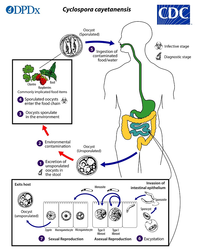 <ol><li><p>oocysts passed in stool sporulate in environment (no fecal oral transmission possible)</p></li><li><p>sporulation occurs after days/weeks at temps between 22°C to 32°C = division of the sporont into two sporocysts, each w 2 elongate sporozoites</p></li><li><p>sporulated oocysts can contaminate fresh produce (basil, cilantro, raspberries) and water&nbsp;which are then ingested</p></li><li><p>oocysts excyst in the gastrointestinal tract, freeing the sporozoites, which invade the epithelial cells of the small intestine</p></li><li><p>inside the cells, they undergo asexual multiplication into type I and type II meronts</p><ul><li><p>merozoites from type I meronts likely remain in the asexual cycle</p></li><li><p>merozoites from type II meronts undergo sexual development into macrogametocytes and microgametocytes upon invasion of another host cell</p></li></ul></li><li><p>fertilization occurs, and the zygote develops to an oocyst which is released from the host cell and shed in the stool</p></li></ol><p></p>