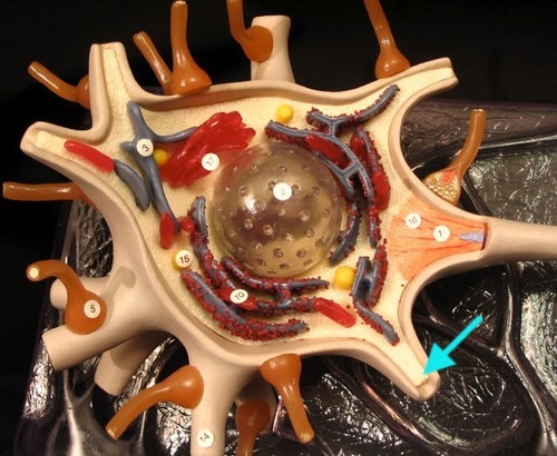 <p>Receive signals (the thick sticks sticking out of the cell body)</p>