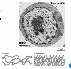 <p>hetero = more condensed, inactive, 10% chromatin, often in structures, dark staining</p><p>eu = normal, transcription, light staining</p>