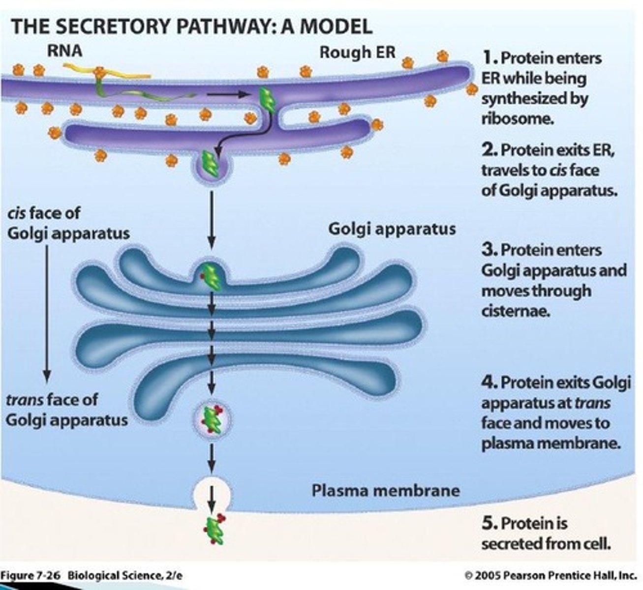 <p>protein secretion, packaging and sorting</p>