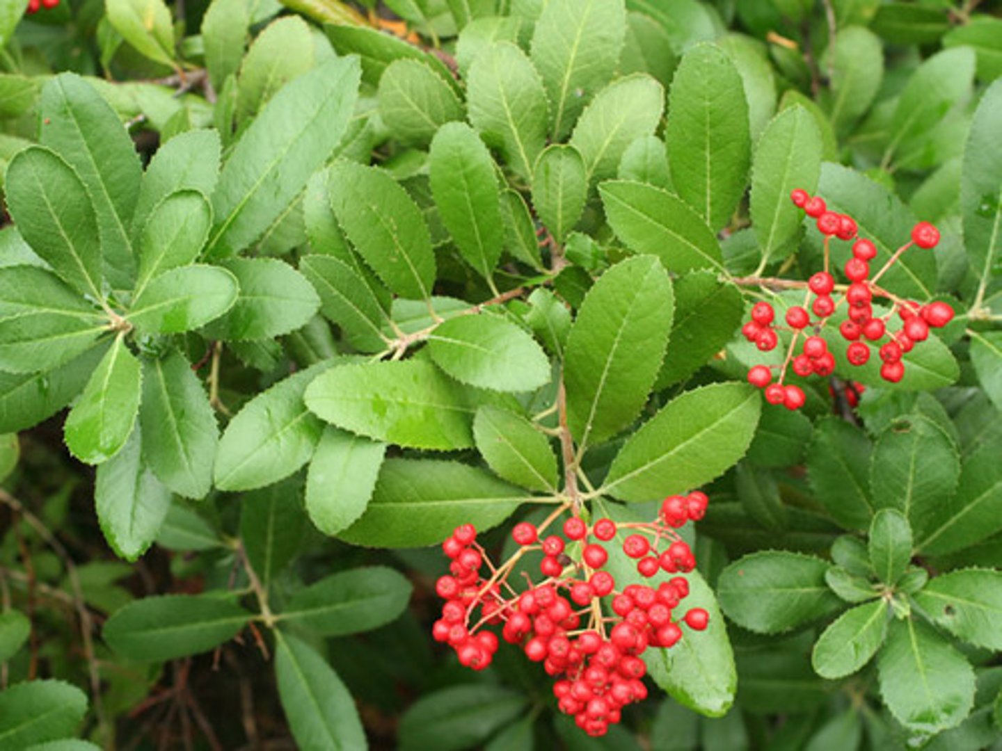 <p>Heteromeles arbutifolia (CS, chaparral, oak woodland)</p><p>Leaves: Serrated edges, leathery.</p><p>Flowers: White clusters; berries turn red in winter.</p><p>Ecology: Food source for birds and mammals.</p>