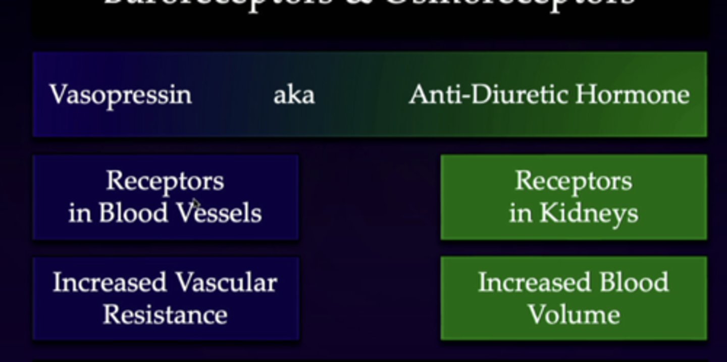 <p>receptors in kidneys</p><p>increased blood volume</p>