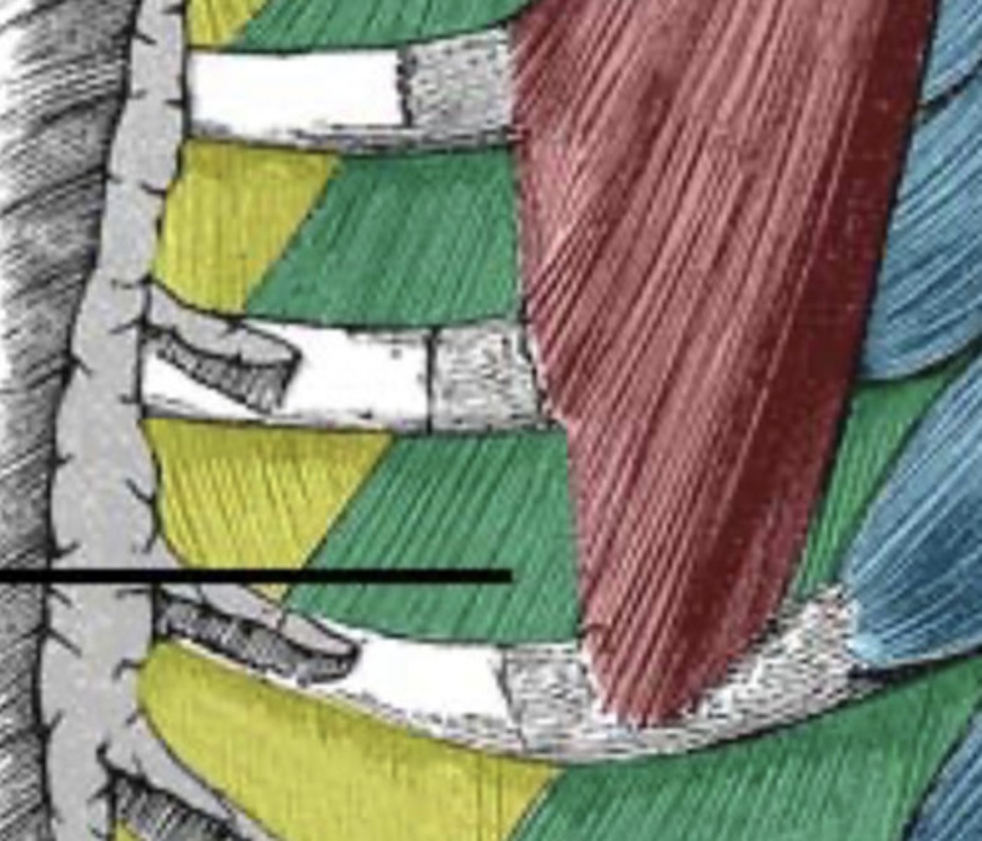 <p>During inspiration the elastic tissue in the lungs stretches to allow the lungs to inflate.</p><p>During expiration the elastic tissue recoils.</p>