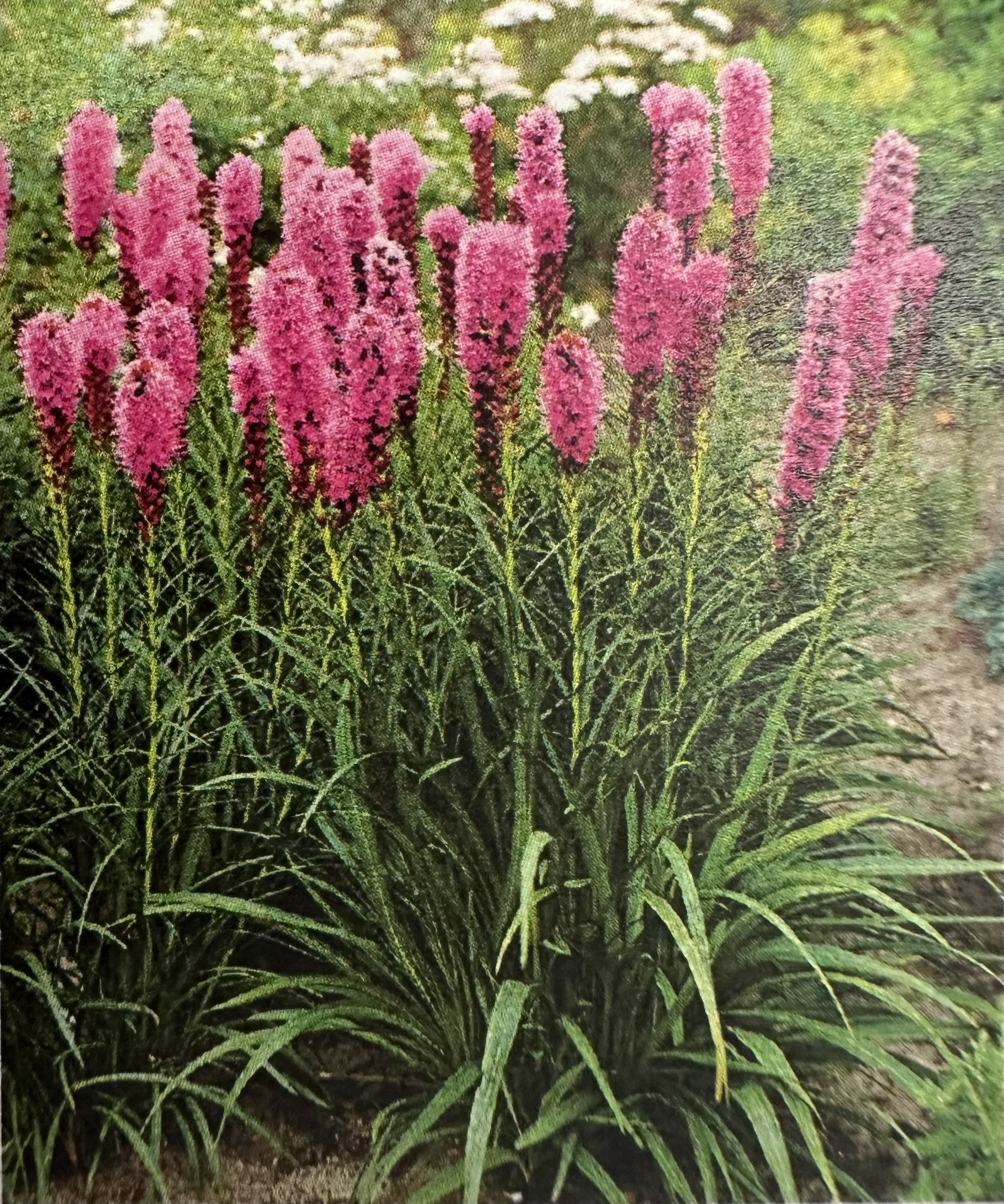 <p>liatris</p>