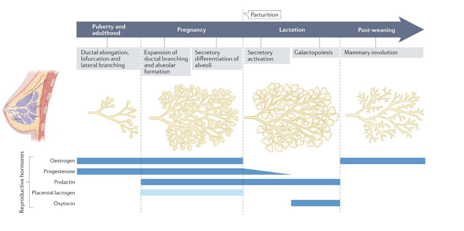 <p>Produced in mammary glands through hormones through a process called lactation which begins during pregnancy and contiunes</p>