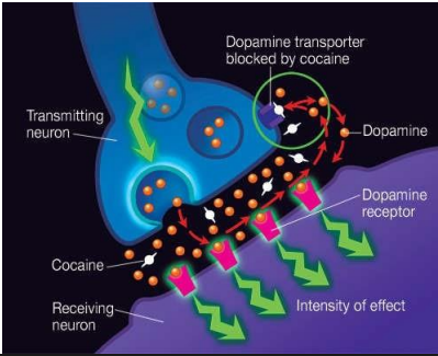 <p>Dopamine (DA)</p>