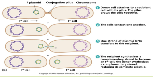 <ul><li><p>DNA transferred from one bacterial cell (donor/ male/ F+ cell) to another (recipient/ female/ F- cell)</p></li></ul><p></p><ul><li><p>F plasmid/factor is transferred via formation of a sex pilus (F pilus/ conjugation pilus)</p></li></ul><p></p><ul><li><p>Transfer of ss DNA from donor to recipient cell. DNA is replicated to form ds DNA in both cells </p></li></ul><p></p><ul><li><p>Transfer of DNA: F- cell converted to F+</p></li></ul><p></p>