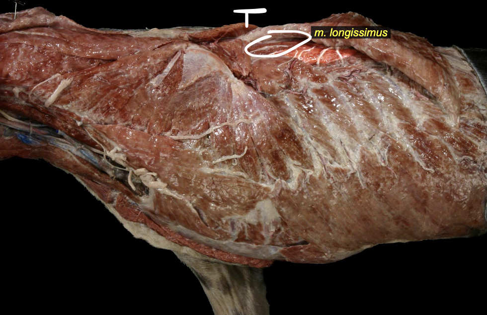 <p>Longissimus mm.</p>