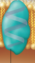 <p>Enzyme</p>