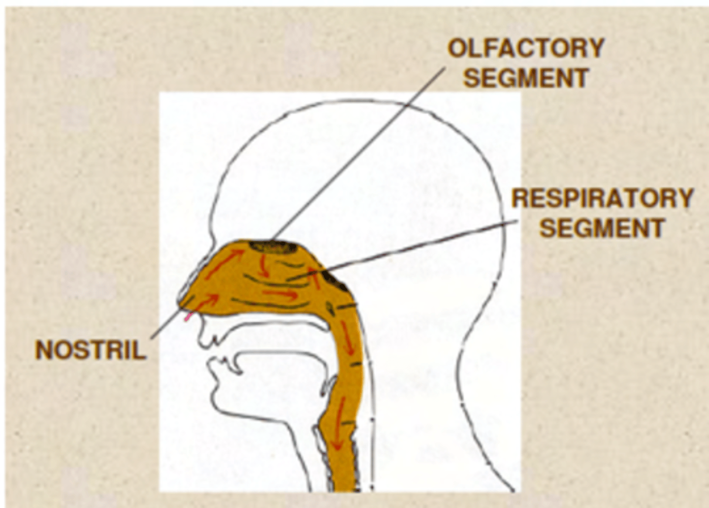 <p>. Respiratory segment (respiratory epithelium)</p><p>. Olfactory segment (olfactory epithelium)</p>