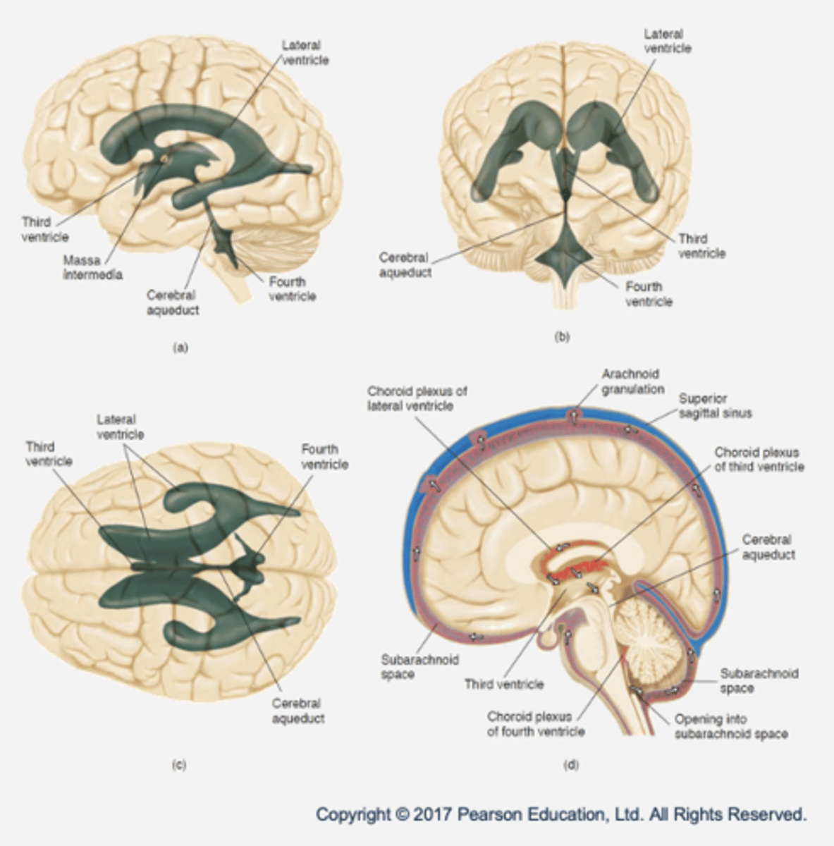 <p>- Ventricles: hollow cavities filled with CSF.</p><p>- Lateral ventricles (x2): membrane called choroid plexus produces CSF by filtering blood.</p><p>- Third ventricle</p><p>- Cerebral aqueduct</p><p>- Fourth ventricle</p><p>- Function of CSF and ventricles: exchange of materials between blood vessels and brain tissue → nutrients supplied and waste removed.</p>